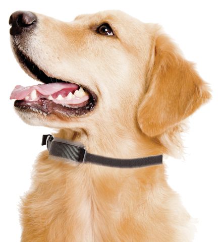 Cloture électrique invisible pour chien Ako