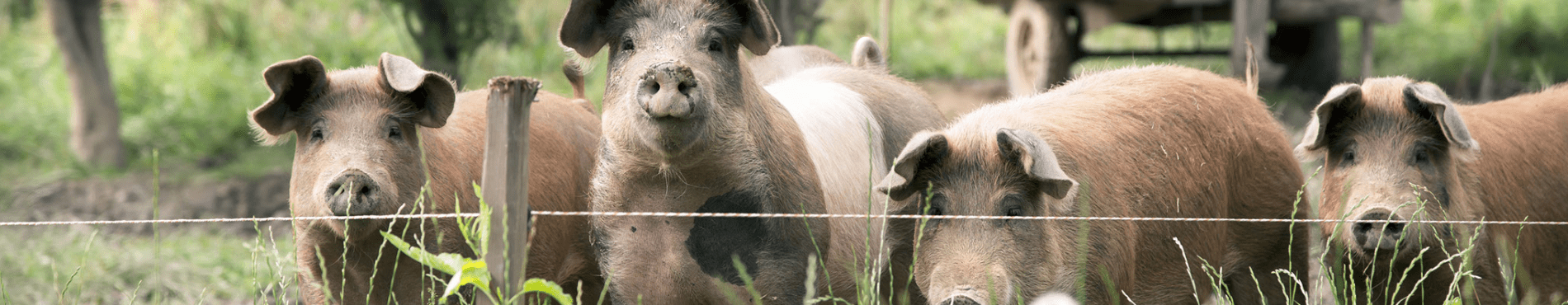Expert Français en clôture depuis 20 ans