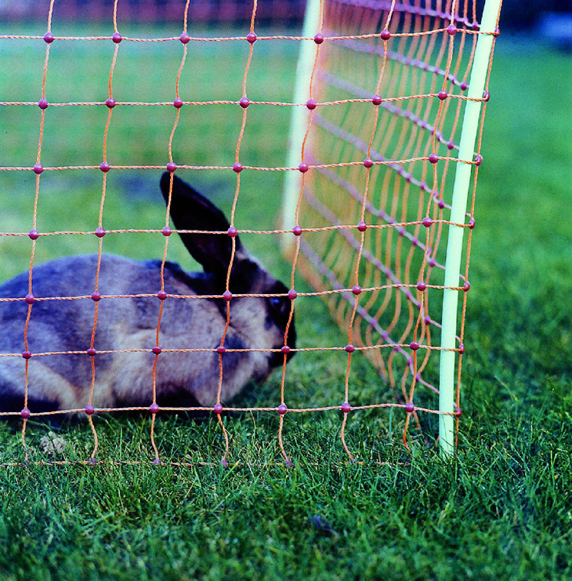 Filet électrique pour les lapins