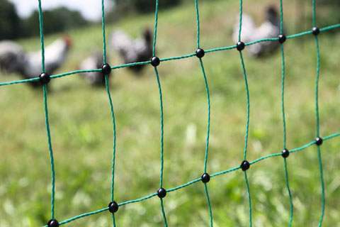 Filet électrique vert de 50 mètres pour volailles-Clôture Agro Direct