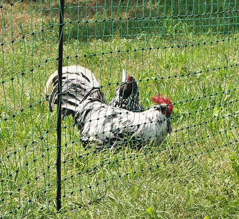 Filet poules 50 m simple pointe AKO orange électrifiable Hauteur